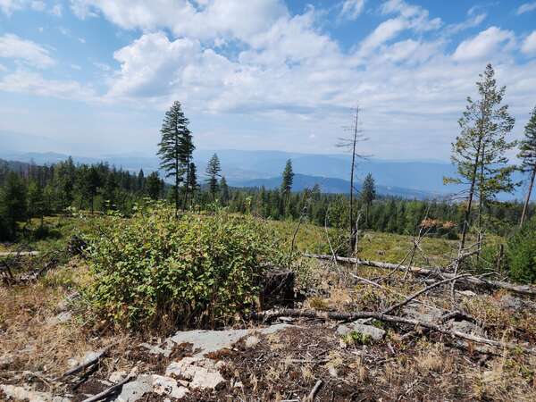 Lower Postil Lake Rd Singletracks! August 18 2024