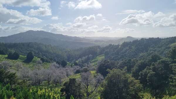 Omataroa Ridge forest road