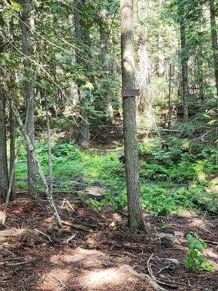 Lower Postil Lake Rd Singletracks! August 18 2024