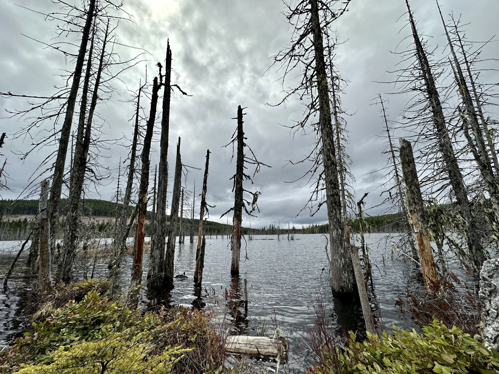 Lois Lake Loop