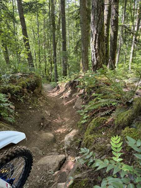 Vedder singletrack