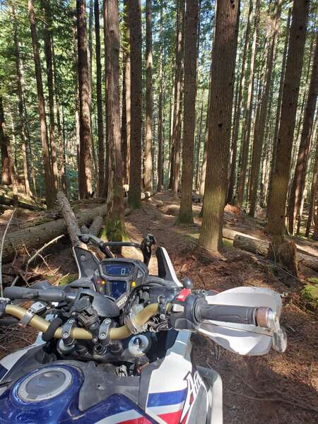 Ripping Cook Creek