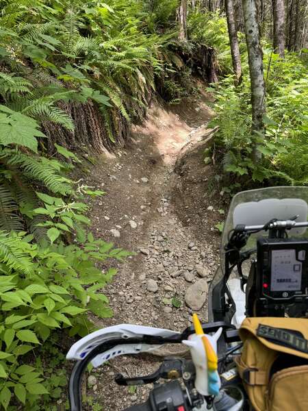 Vedder singletrack