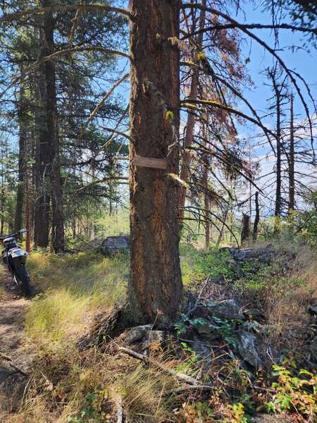 Lower Postil Lake Rd Singletracks! August 18 2024