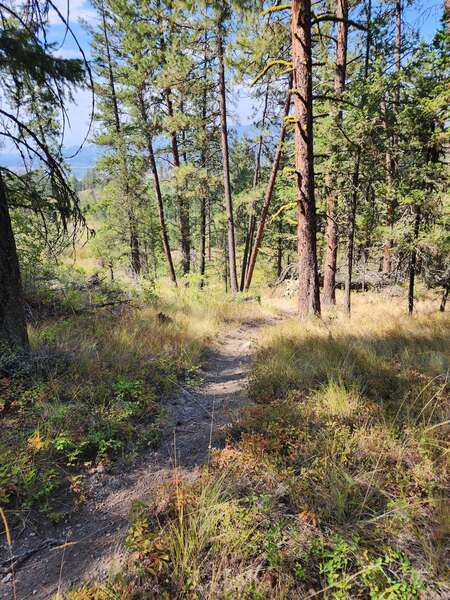 Lower Postil Lake Rd Singletracks! August 18 2024