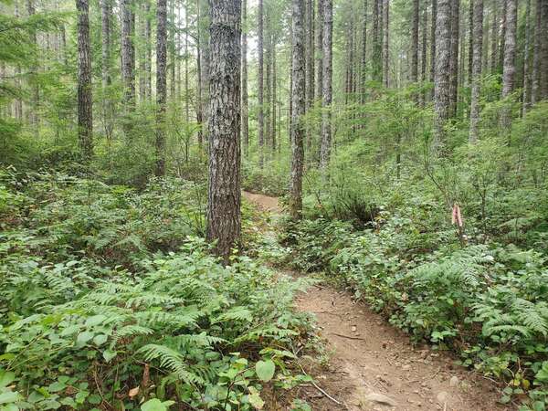 Cook Creek Hard Exploration
