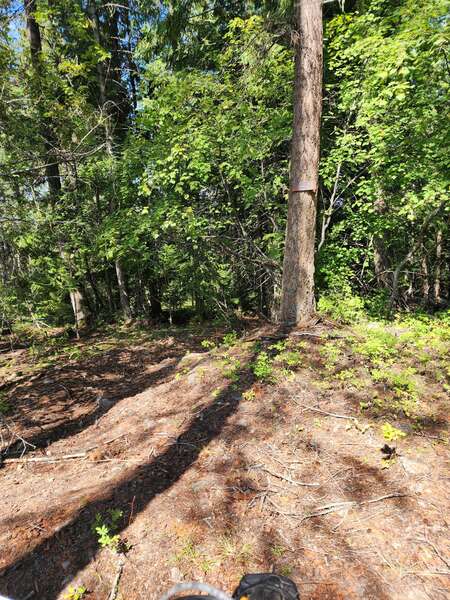 Lower Postil Lake Rd Singletracks! August 18 2024